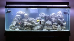 Voda za akvarij. Kaj in koliko? Temperatura, togost, kislost